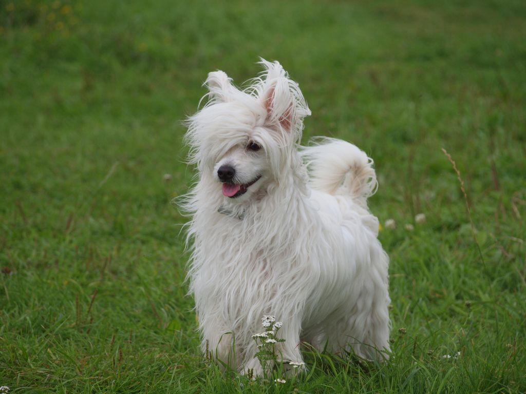 Hallelujah of Charley's Generation