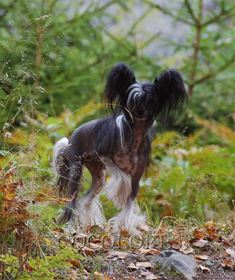 Taijan Dreamer Tussnelda