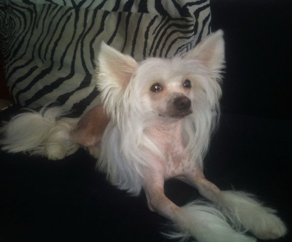 Busina'Silveri Viking Bonus Westtai