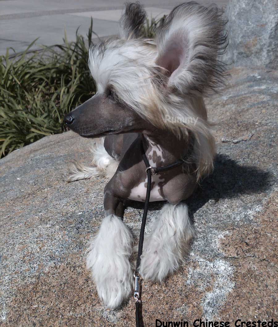 Dunwin Dawnstar Shining