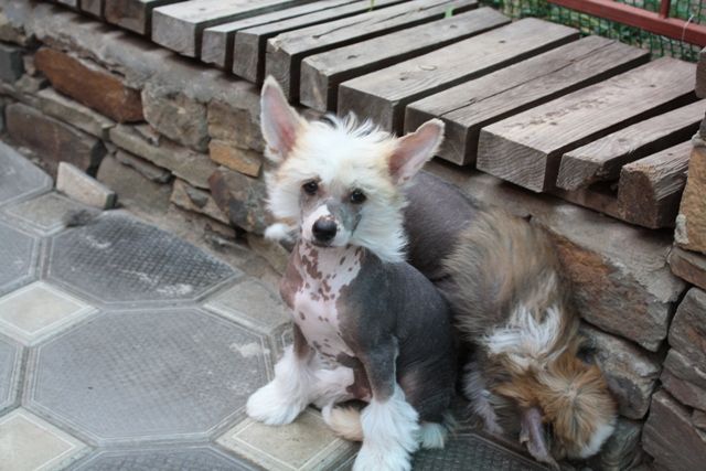 Anubis Podarok ot Izbrannika Bogov