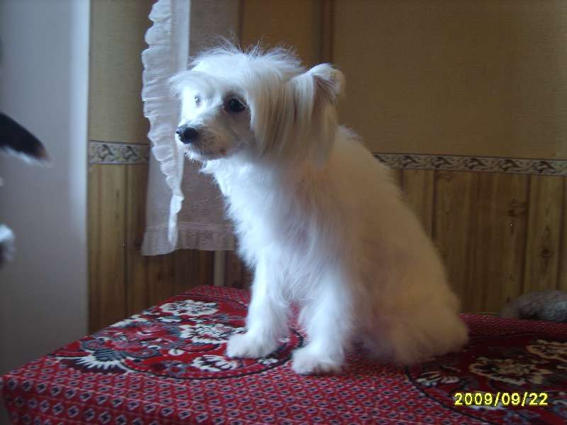 True Magnifisen Id'n Angel Iren