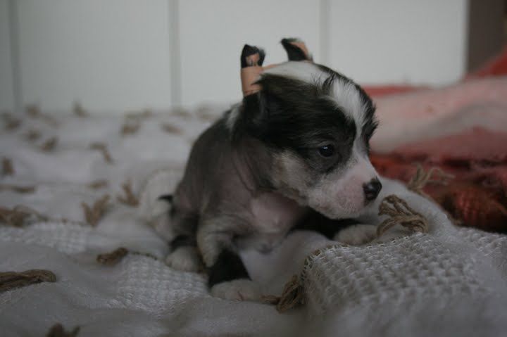 Big Jokes Prince Charmagne