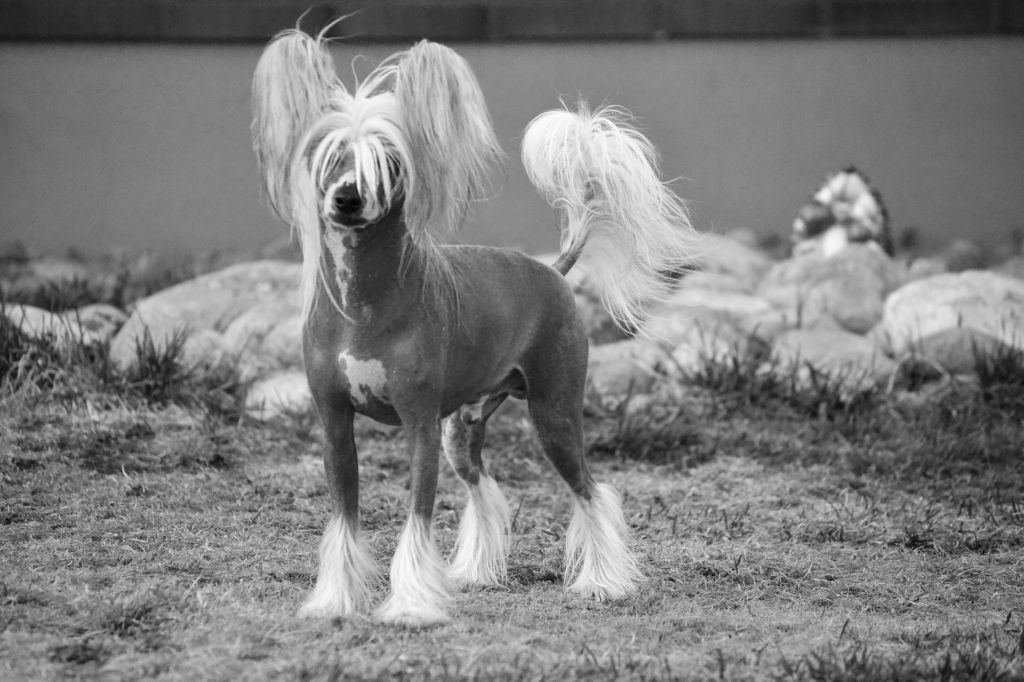 Big Jokes Le Petit Cheval