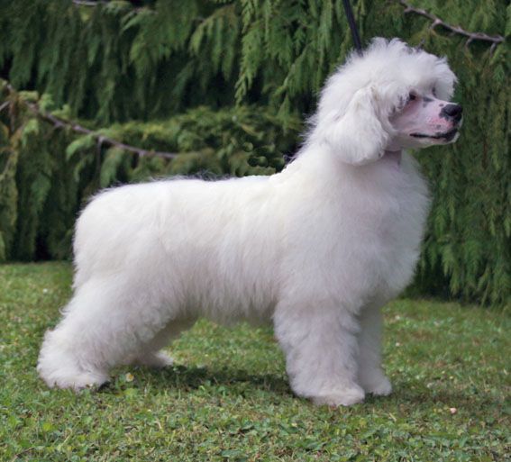 Vanitonia Stone Cold Sober