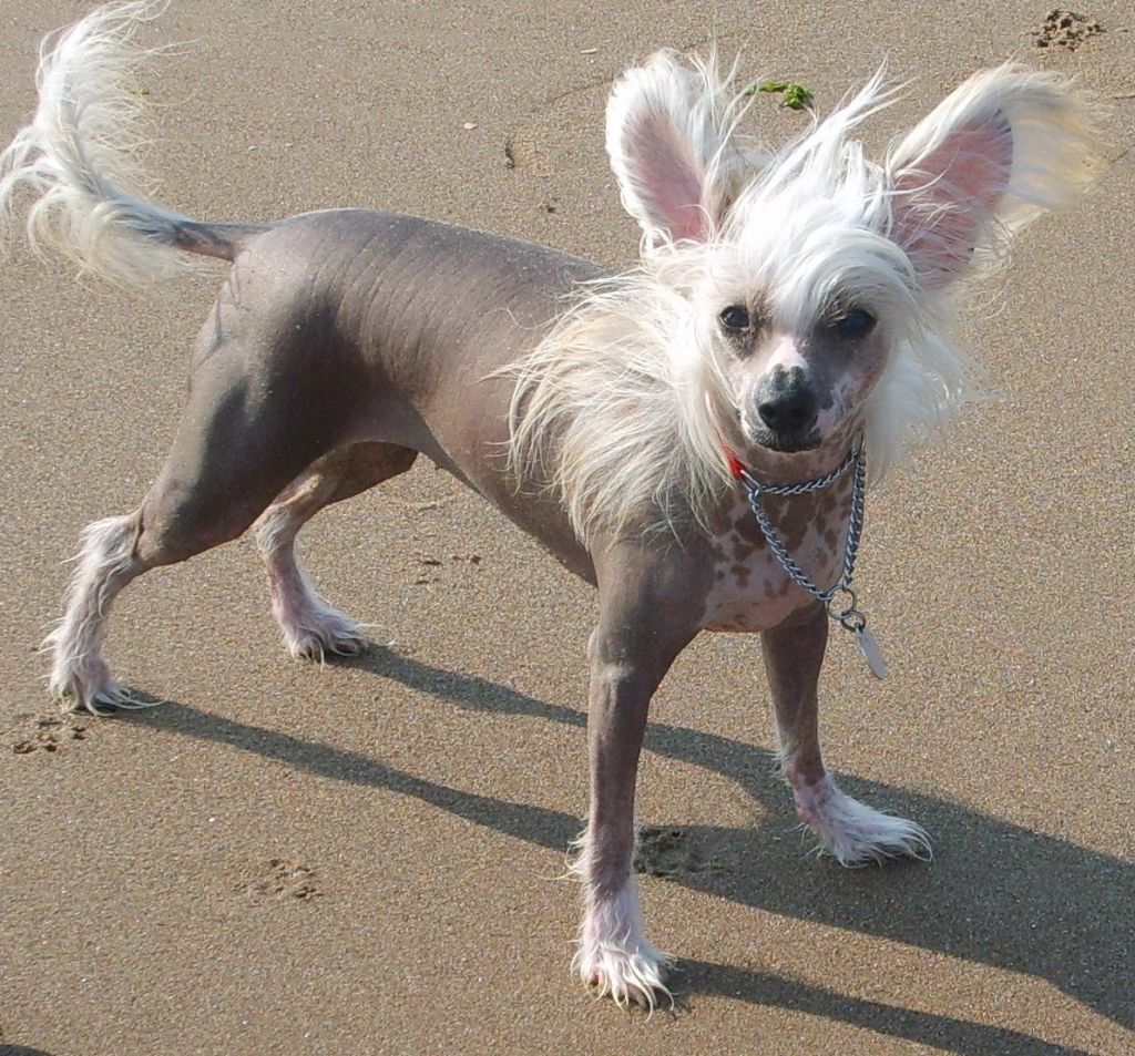 Katellibulls Gold Velvet