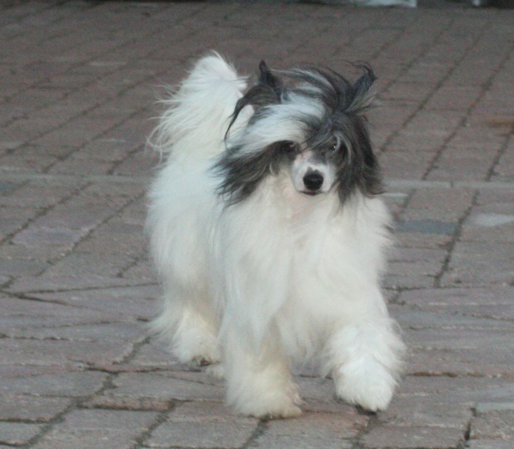 Enlight Little Fire  Diamond Place