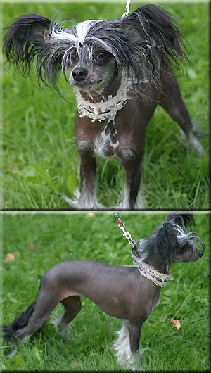 Marachinos Ladonna Dimanche