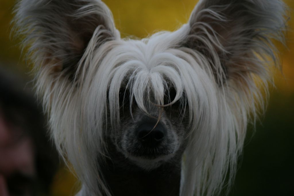 Marachinos Mysterious Girl