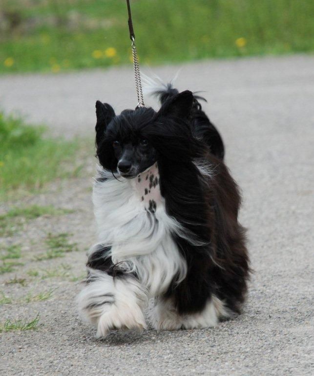 Sun-Hee's Miss Kiss Bang Bang