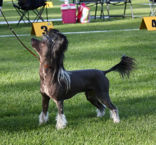 Sun-Hee's Midnight Racer