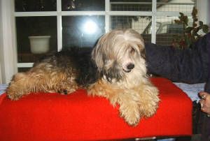 Cresties Aid And Abet