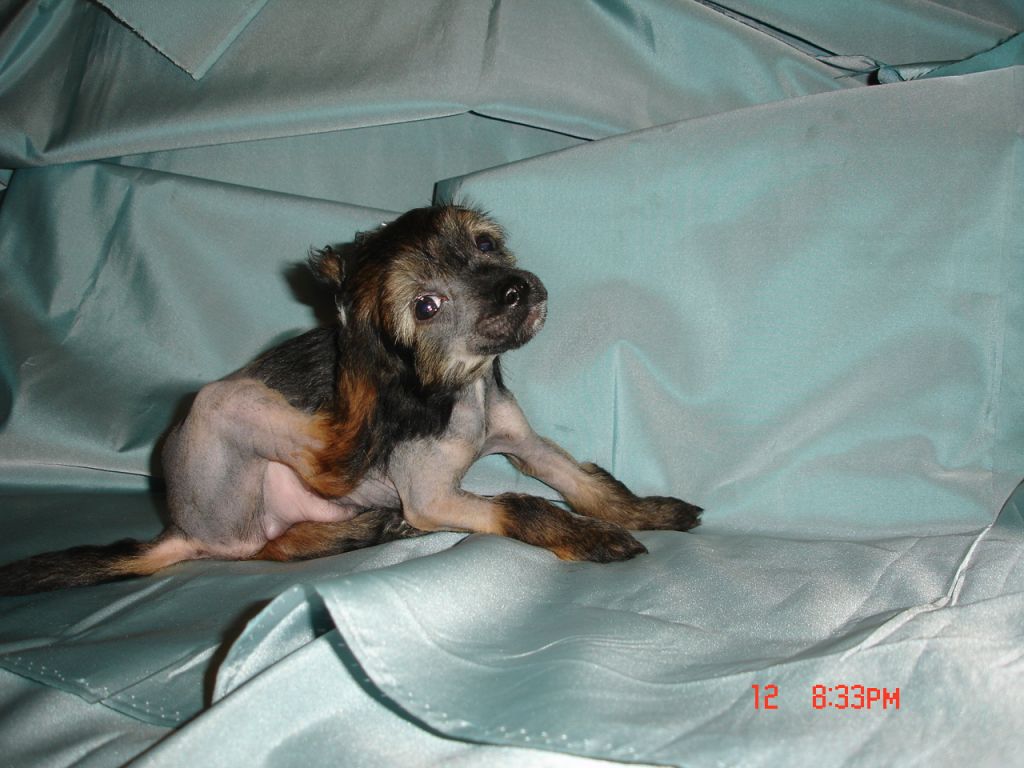 Rouber Balt Muskat San