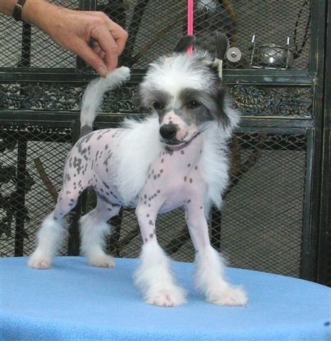 Lilifee von Shinbashi