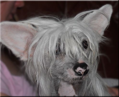 Marachinos Mystic Montezina