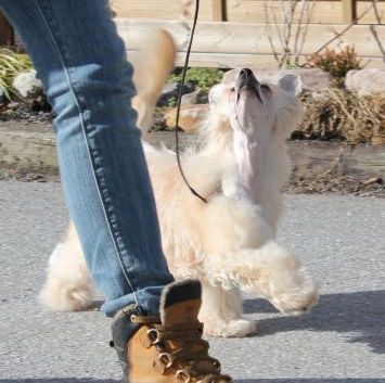 Bed-ma's Chiguitas Goes Bananas