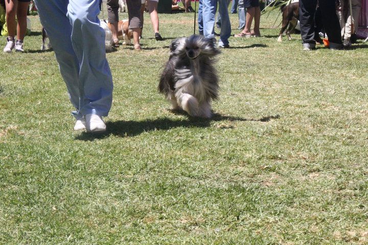 Atxarrea Black Dreams