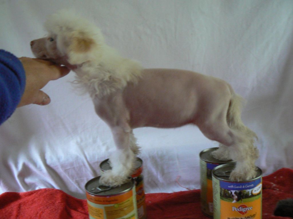 Doucai's High Class Looker