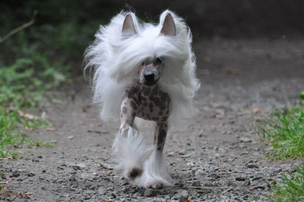 Eroika du pavé de varennes