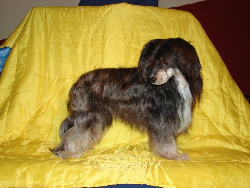 Euforie Power od Chlpíku