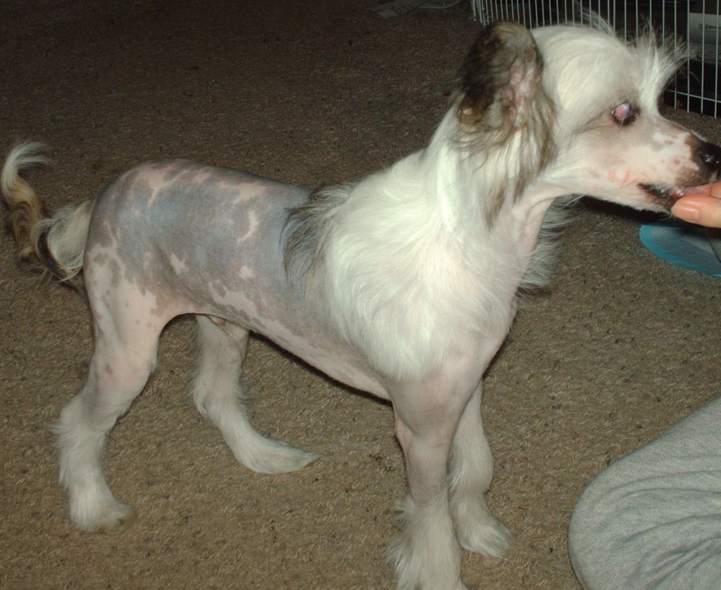 Mosaic Quincys Phoenix