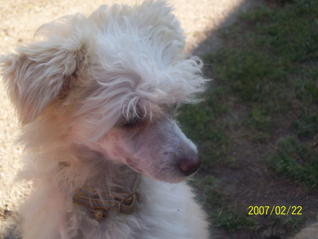 Puha-Luxus Porcelán Angyal