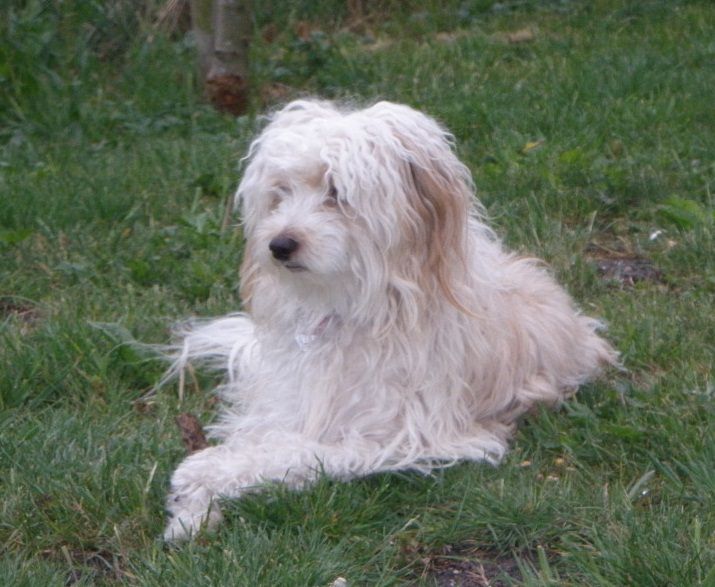 Gloi von den Windpferden