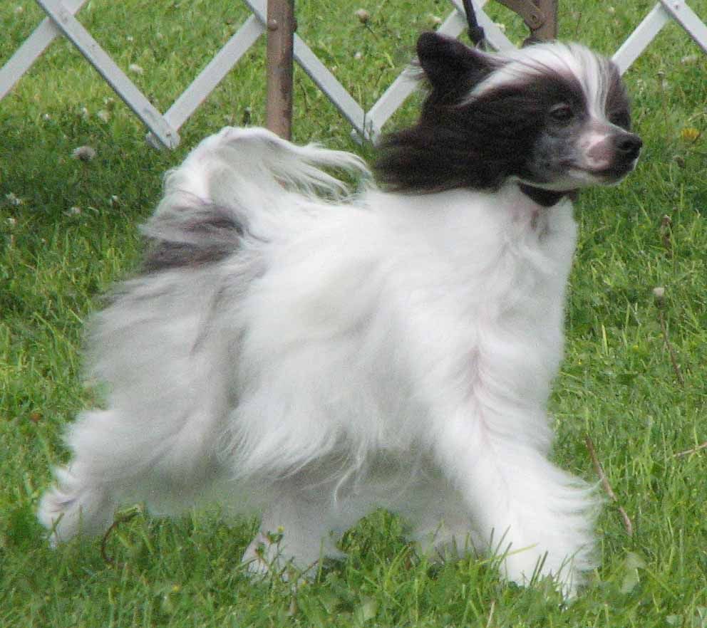 Papaw J'Adodre Couture