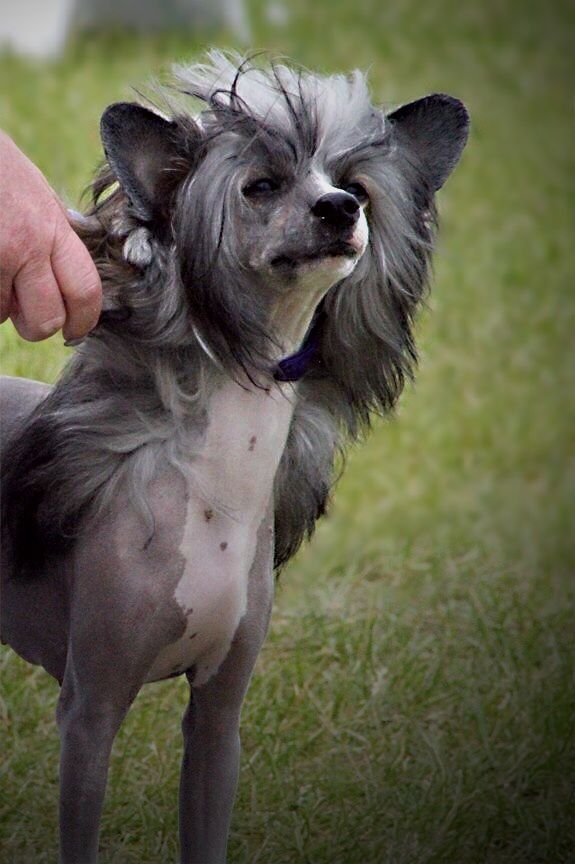 MyAngel-Cristall's Haunted Beauty at Firecrest