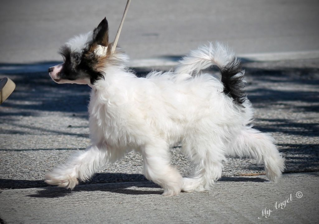 Cristall-MyAngel a Fascinating Journey