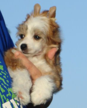 Cristall The Whole SHeBang