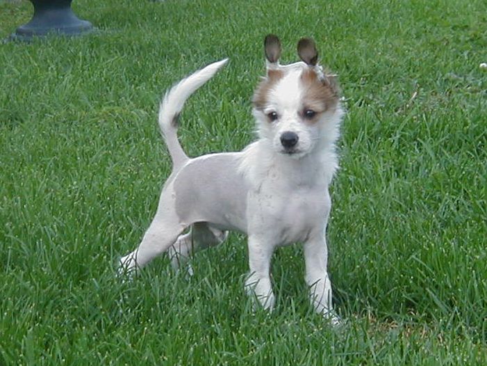 Golden Dream Star's I'm Cool