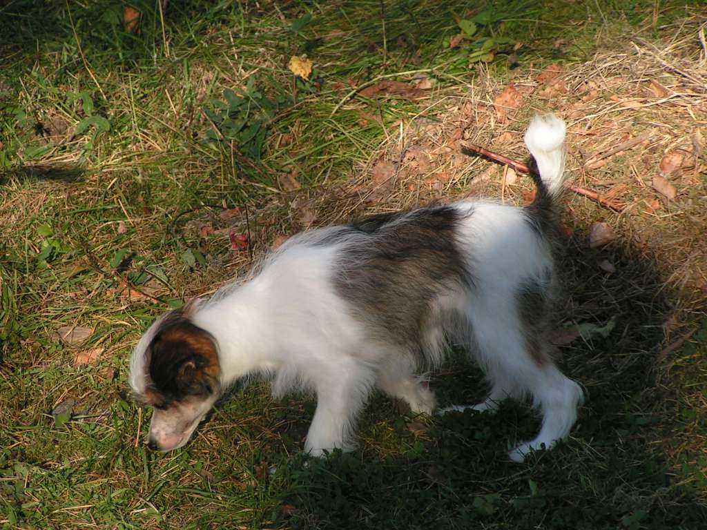 Golden Dream Star's I'm Sorry