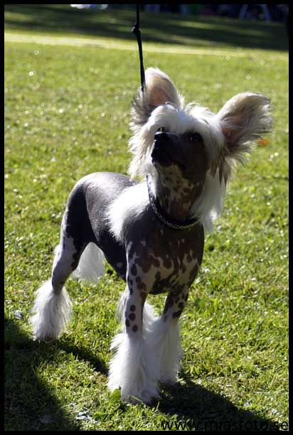  Gou's Jelly Two Nine Two   