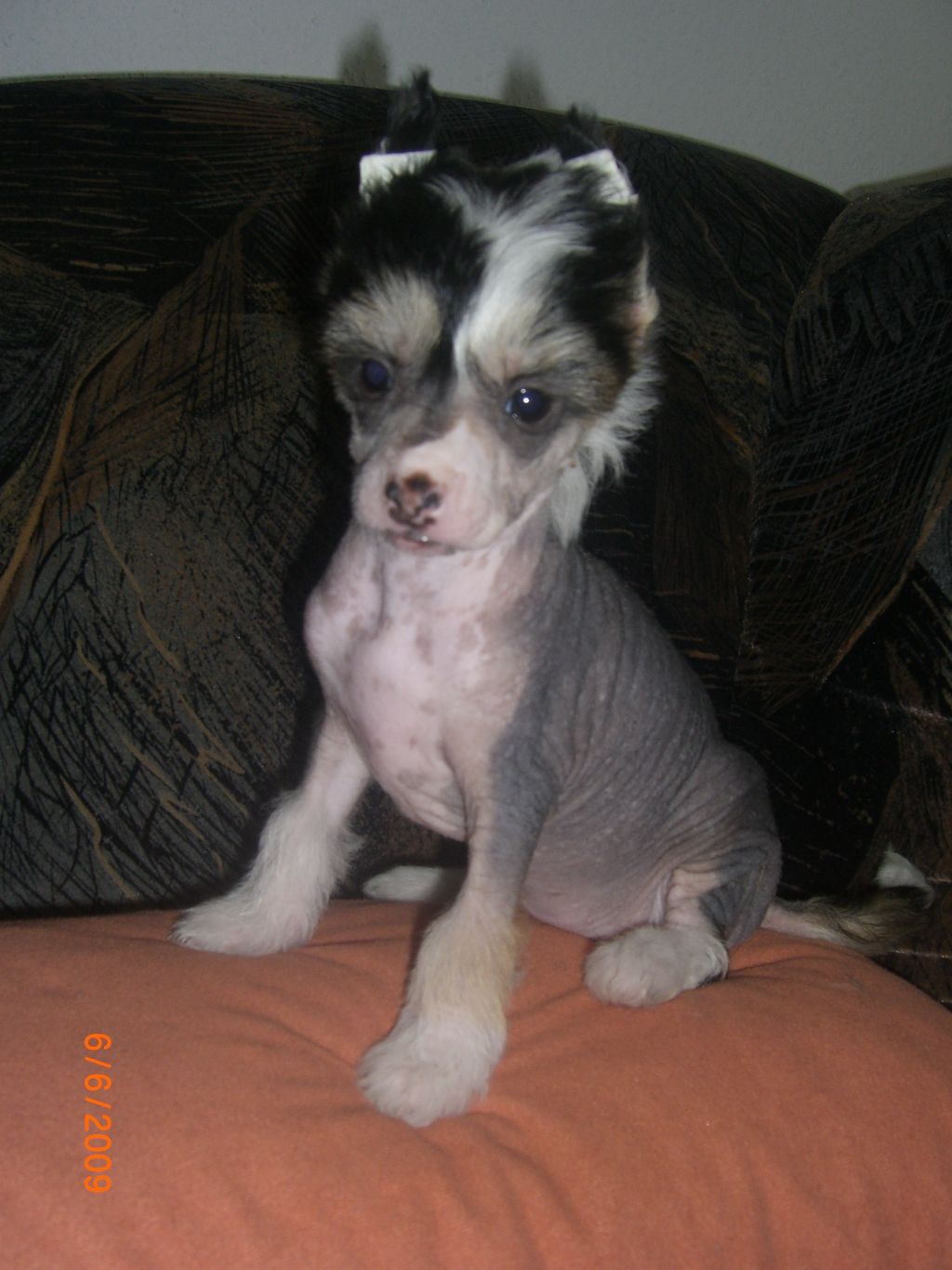 Charlott Lucky-Star Jangoljatko