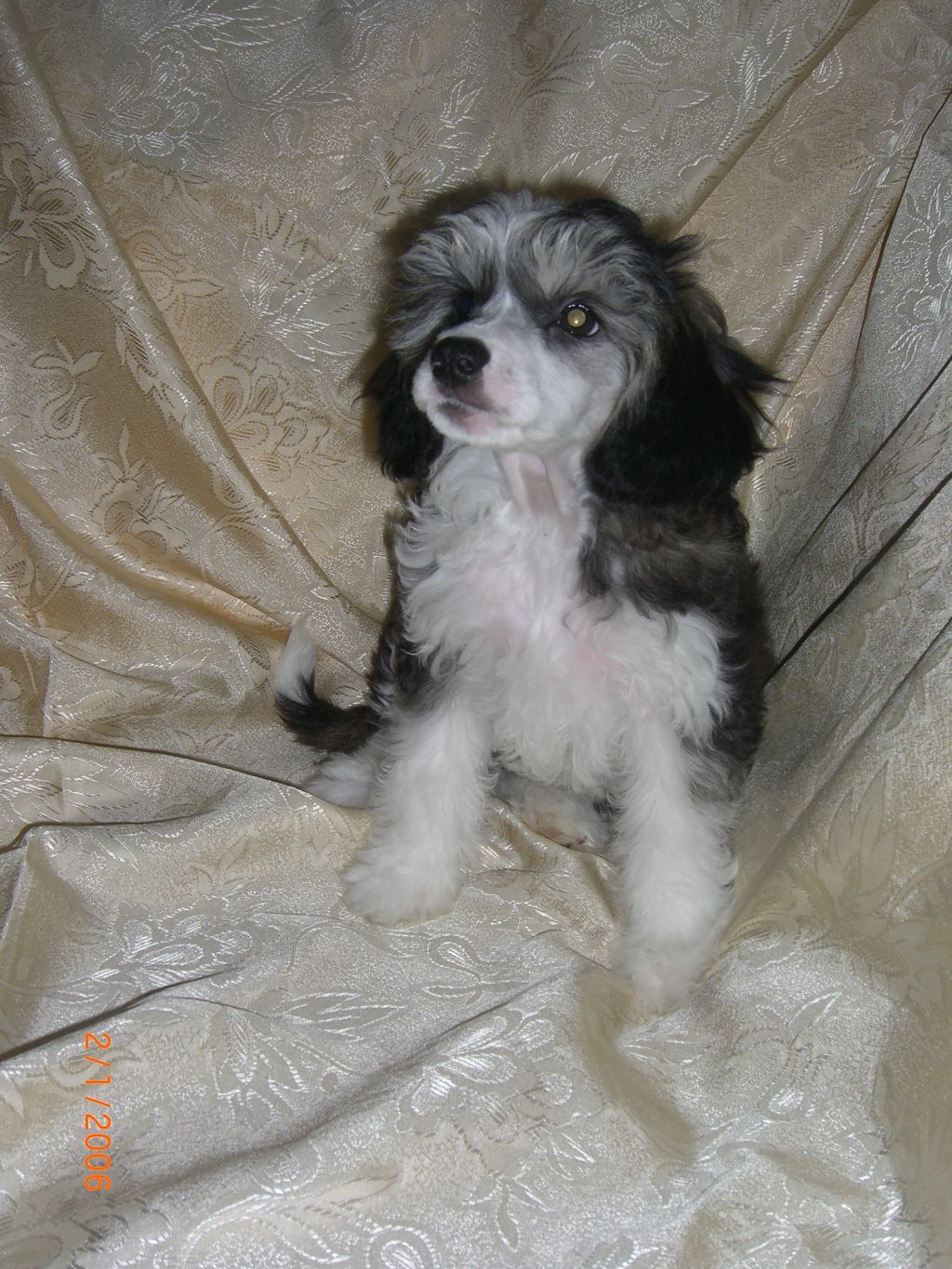 Chanel Coco Jangoljatko