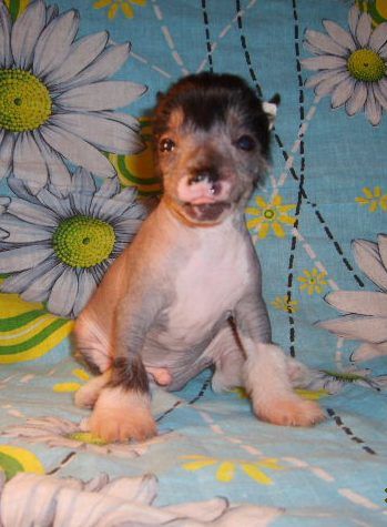 Orero Lovely Zombart Argo