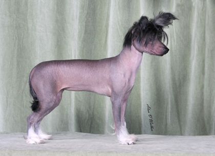 Konishiki Cinderella