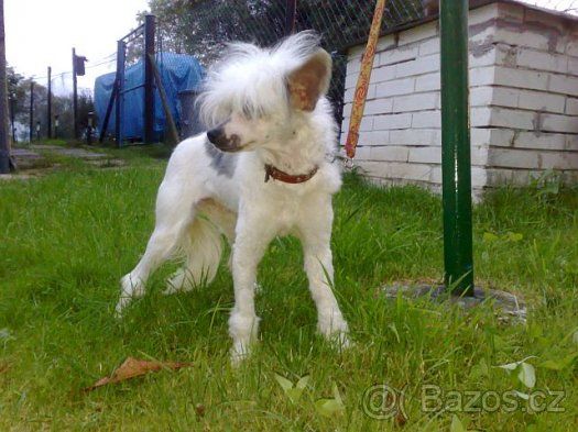 Geisha Ferulla z Perlového údolí