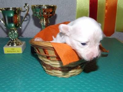 Hogord Undlne White Poured