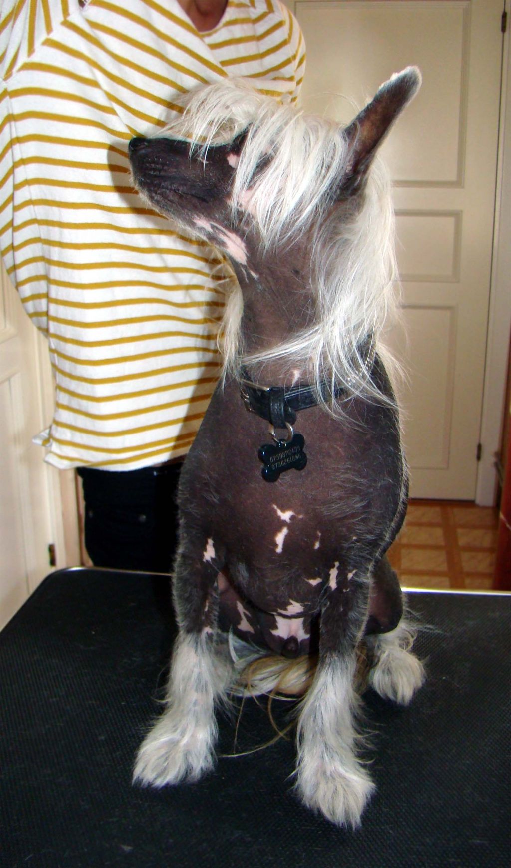 Bellatrix Luckycharm Castor