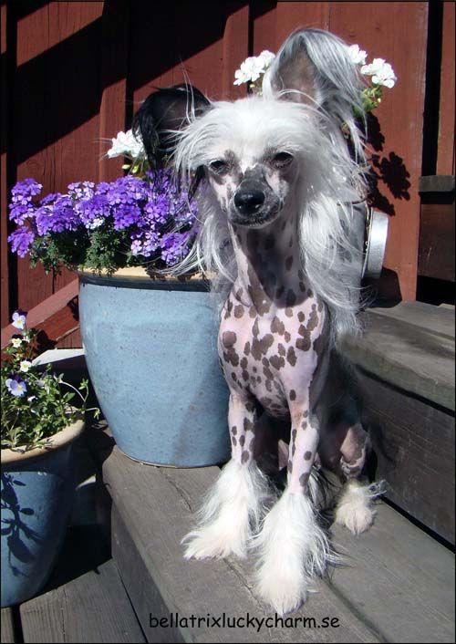 Bellatrix Luckycharm Gemma