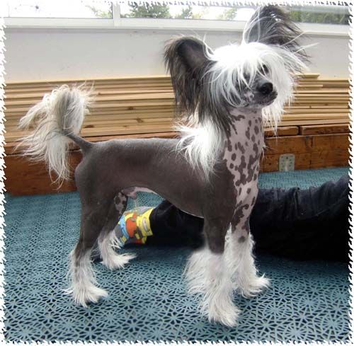 Bellatrix Luckycharm Taurus