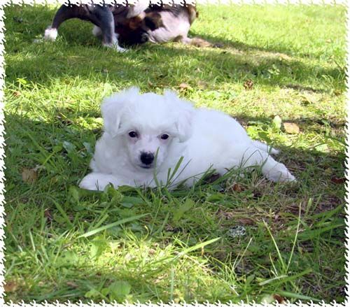 Bellatrix Luckycharm Kuma