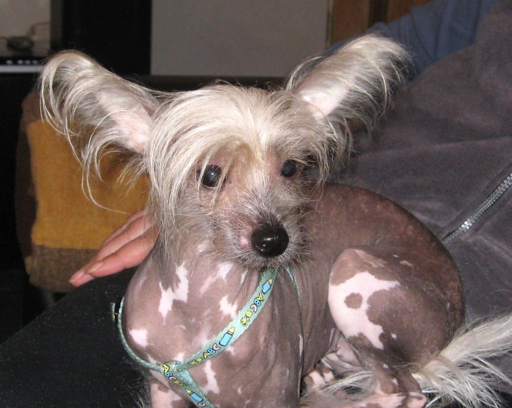 gilera del salko kasa