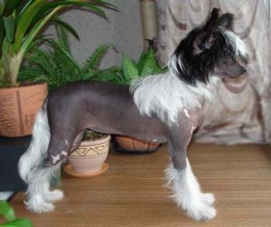 Impi Dzhevel iz Domika Azalii