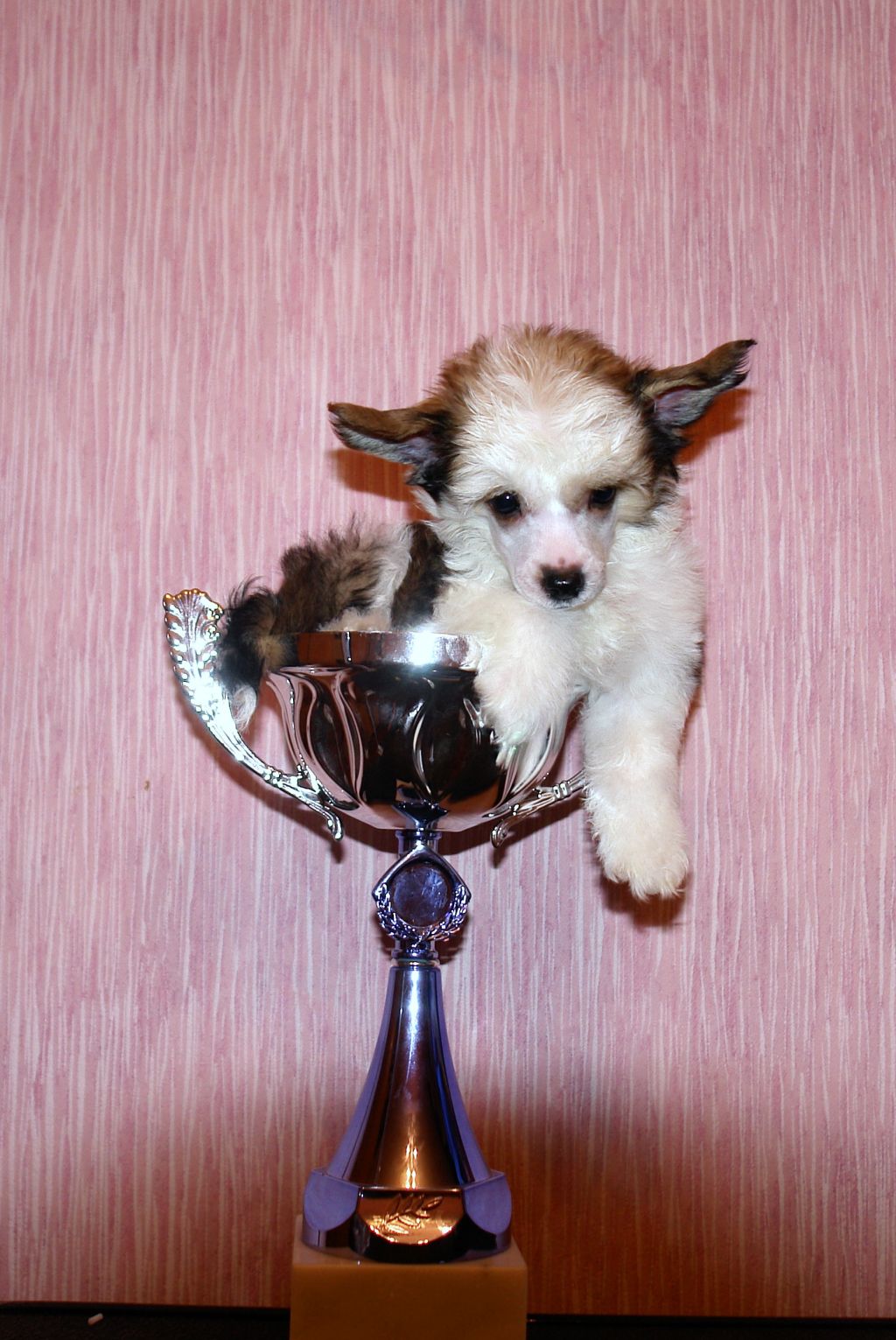 Irish Hippi iz Diamond Sity