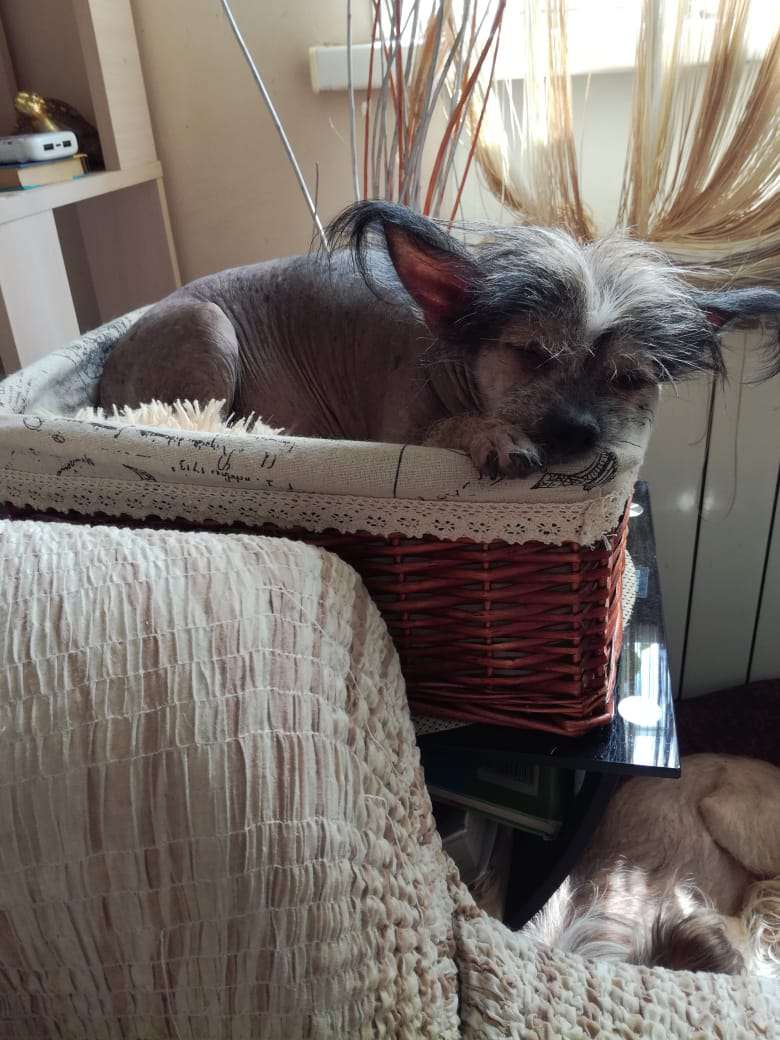 Shanel Glamour Evangelista