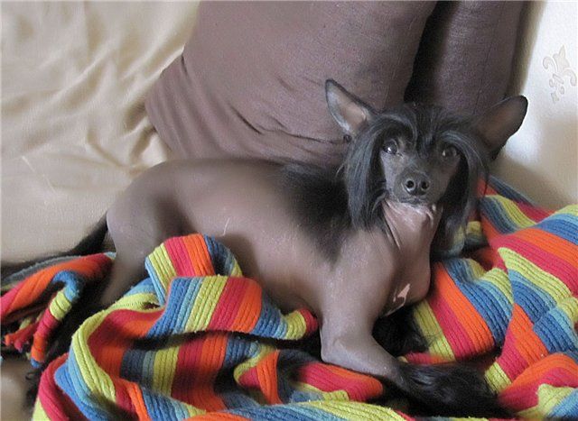 Fancy Style Angel vo Ploti