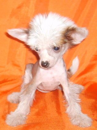 Evrika Sveet Dreams Of Vostochnaya Mechta